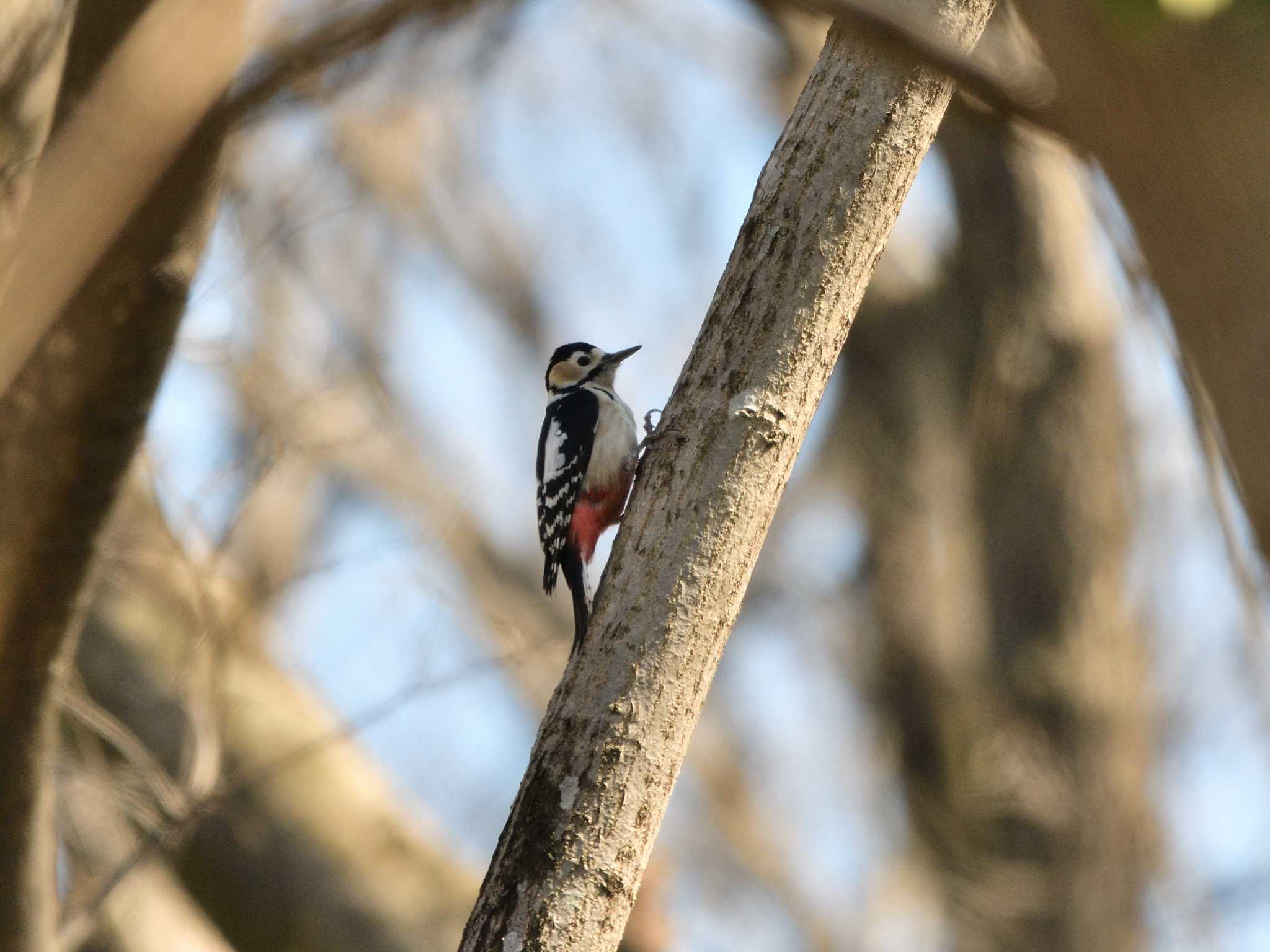 秋ヶ瀬公園(ピクニックの森)の赤啄木鳥♀ by camerider