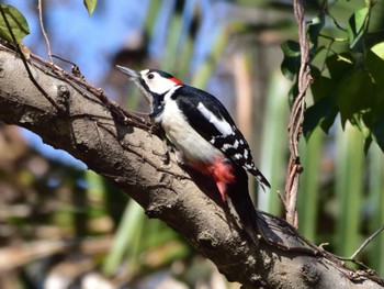 Great Spotted Woodpecker Akigase Park Sat, 3/9/2024