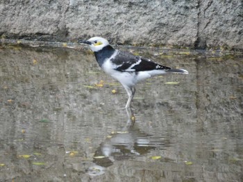 クビワムクドリ 九龍公園 2024年3月4日(月)