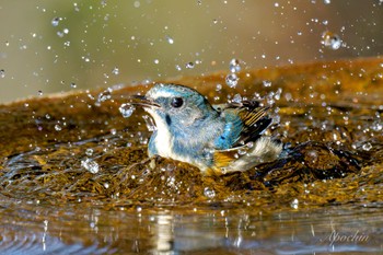 Mon, 3/11/2024 Birding report at 権現山(弘法山公園)