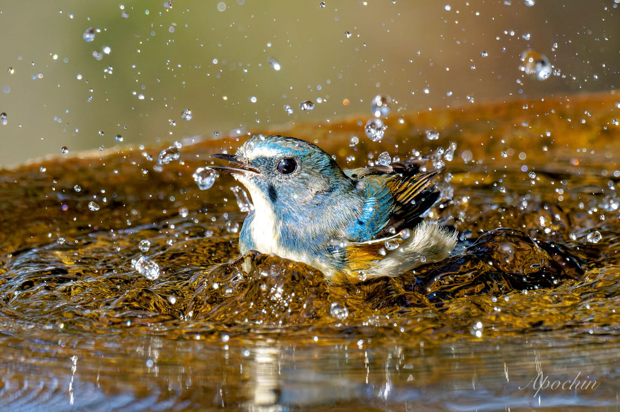 Red-flanked Bluetail