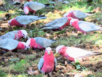 モモイロインコ Jamberoo, NSW, Australia 2024年3月9日(土)