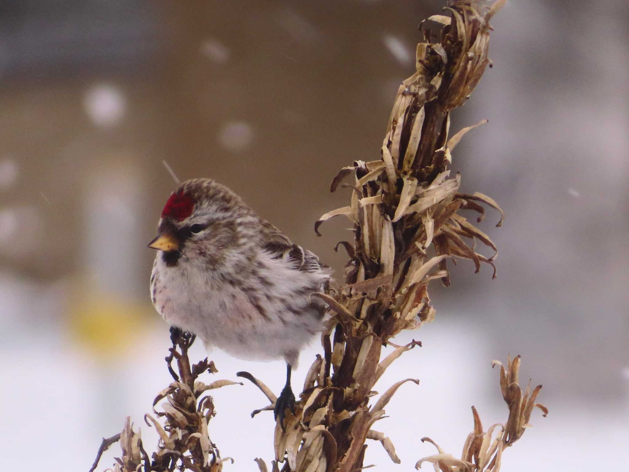 Photo of Common Redpoll at Makomanai Park by ゆ