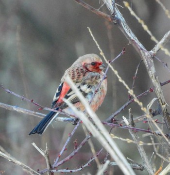 Siberian Long-tailed Rosefinch Unknown Spots Thu, 2/8/2024