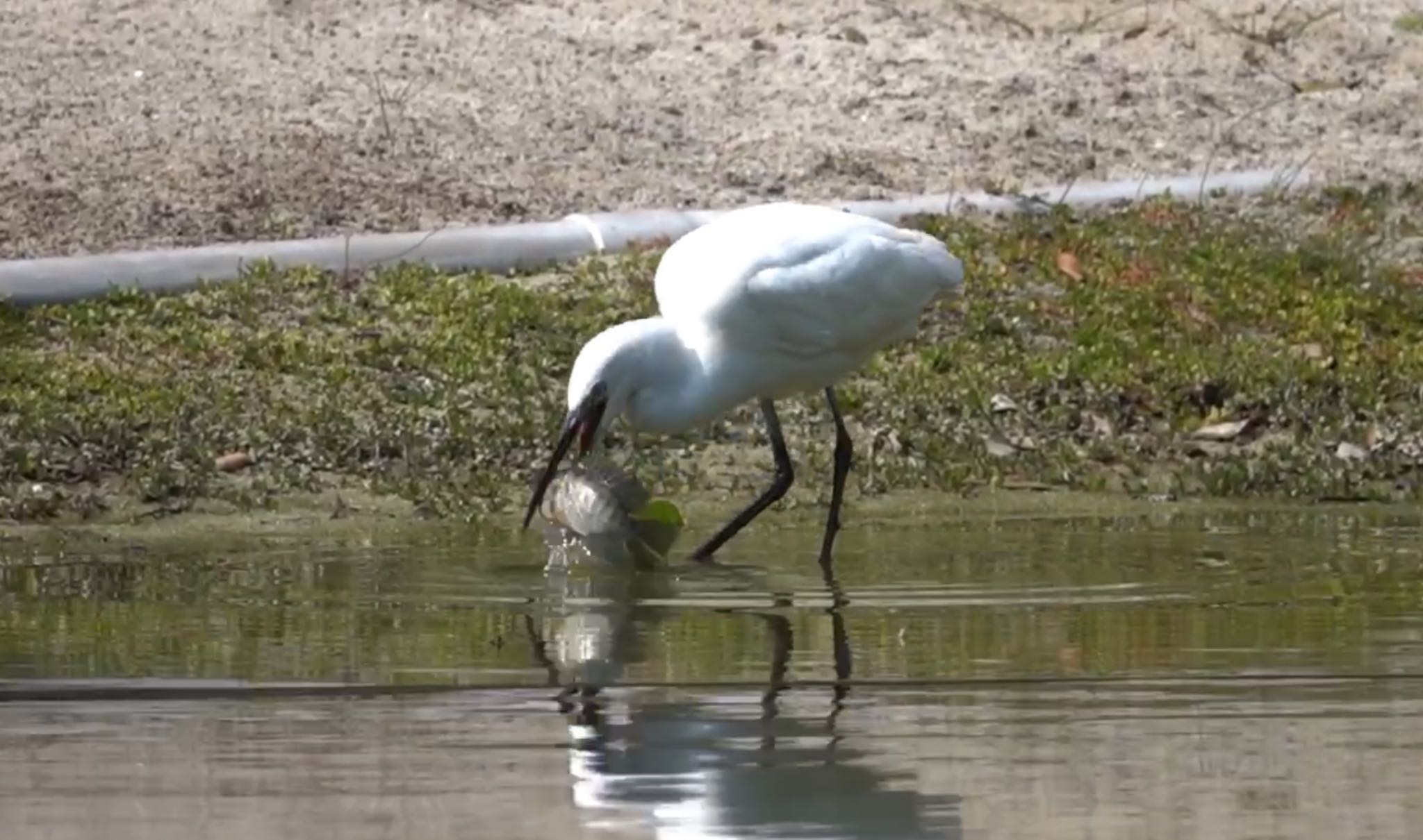 Photo of Little Egret at 国立自然科学博物館植物園(台湾) by のどか