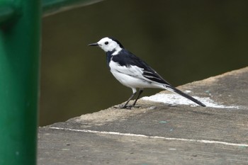 White Wagtail(leucopsis) 国立自然科学博物館植物園(台湾) Sat, 1/27/2024