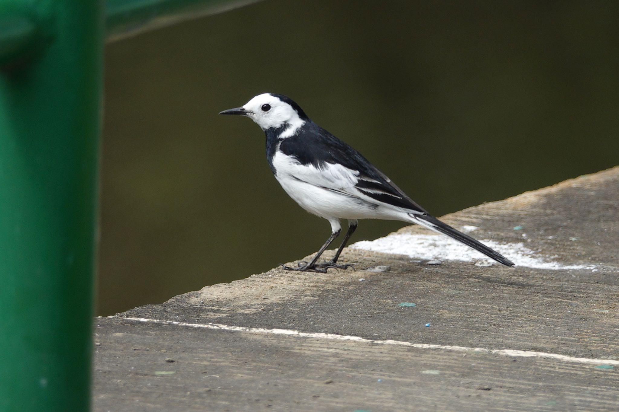 Photo of White Wagtail(leucopsis) at 国立自然科学博物館植物園(台湾) by のどか