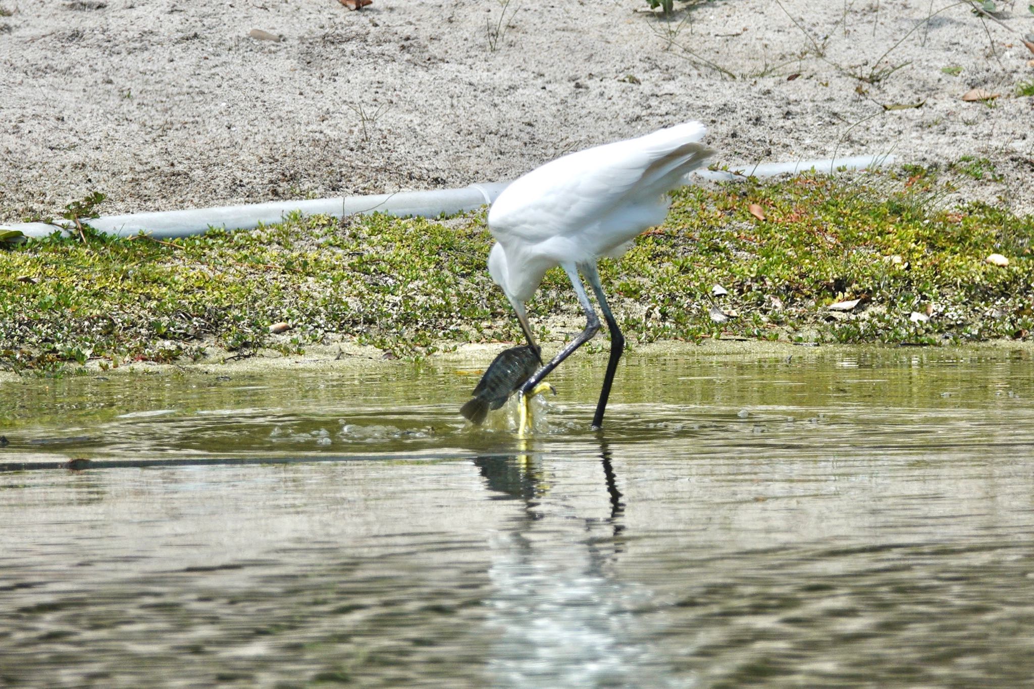 Little Egret