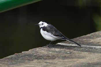 White Wagtail(leucopsis) 国立自然科学博物館植物園(台湾) Sat, 1/27/2024