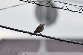 2018年12月9日(日) 江戸川放水路の野鳥観察記録