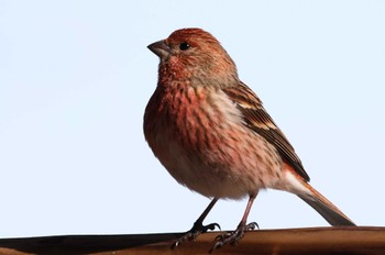 Pallas's Rosefinch Saitama Prefecture Forest Park Thu, 3/7/2024