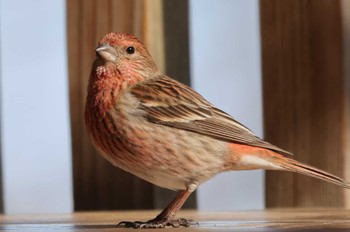 Pallas's Rosefinch Saitama Prefecture Forest Park Thu, 3/7/2024