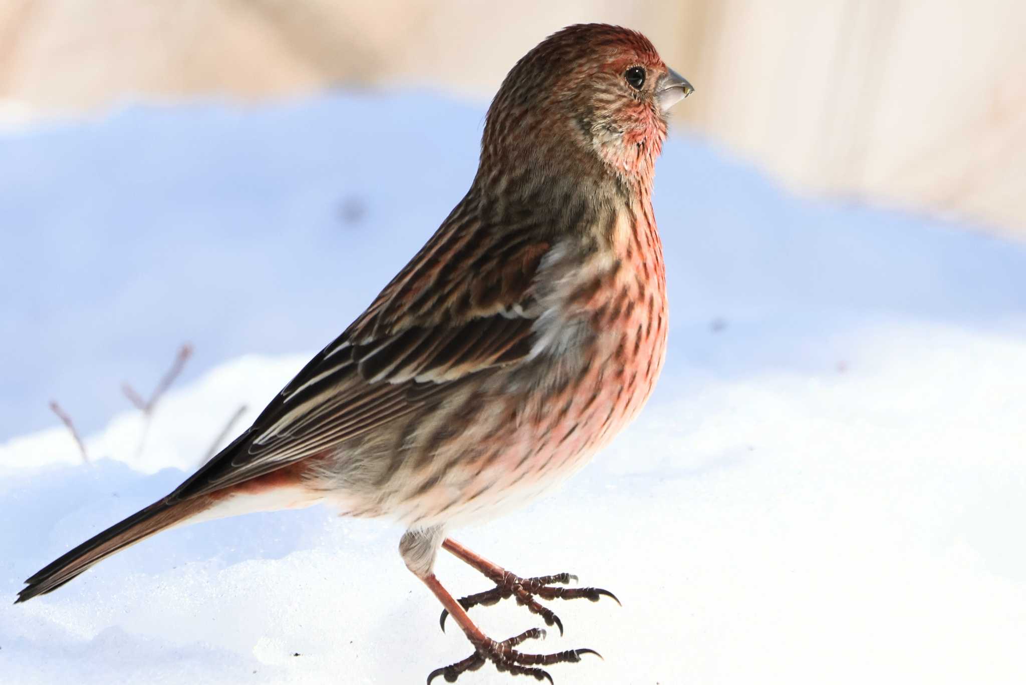 Photo of Pallas's Rosefinch at Saitama Prefecture Forest Park by ひろ