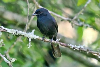 Southern Black Flycatcher ウガンダ Mon, 3/11/2024