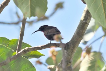 Scarlet-chested Sunbird ウガンダ Mon, 3/11/2024