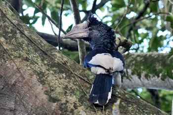 Black-and-white-casqued Hornbill ウガンダ Mon, 3/11/2024