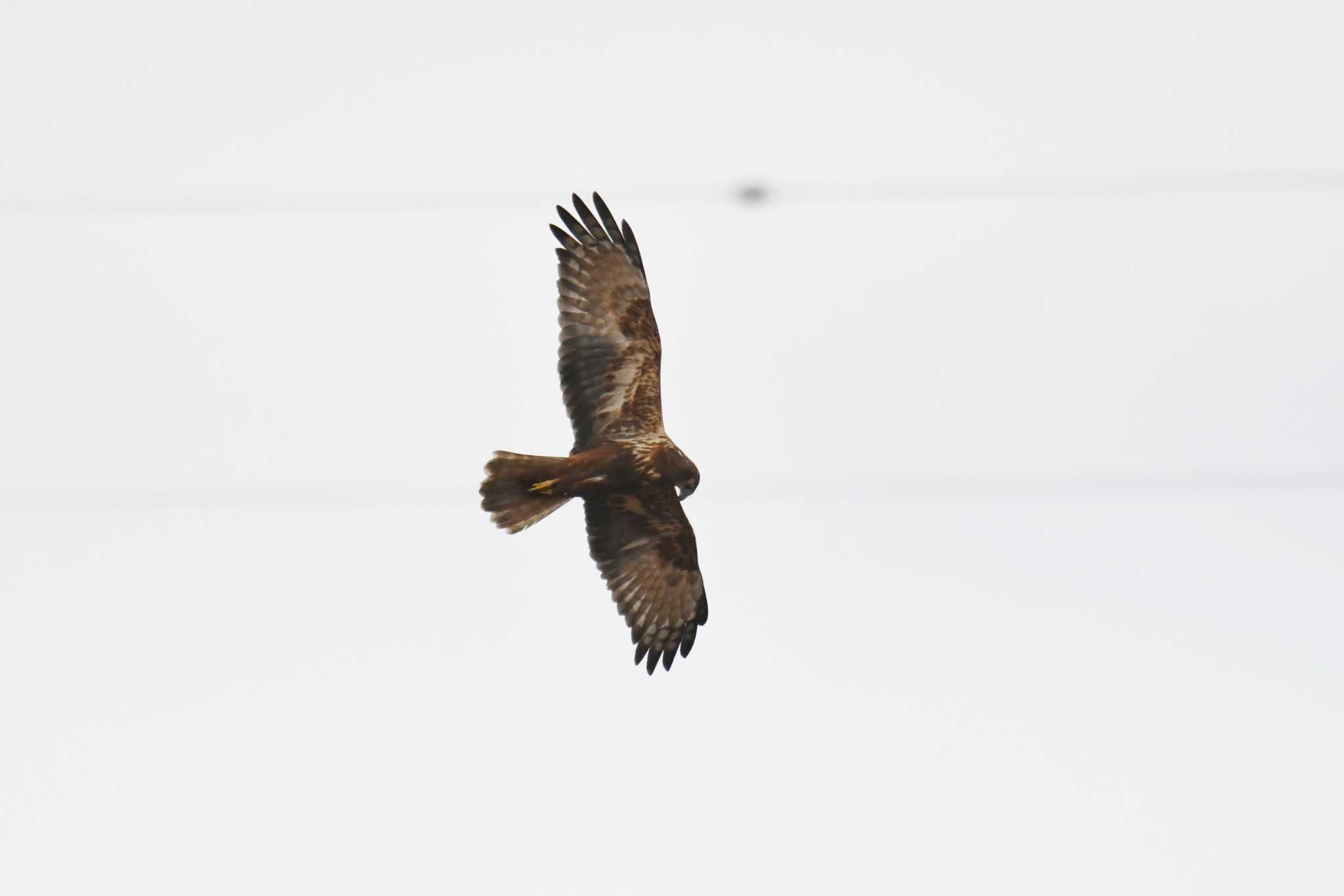 Eastern Marsh Harrier