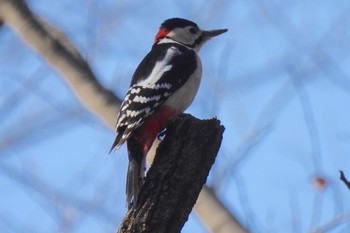 アカゲラ 航空公園 2024年3月14日(木)