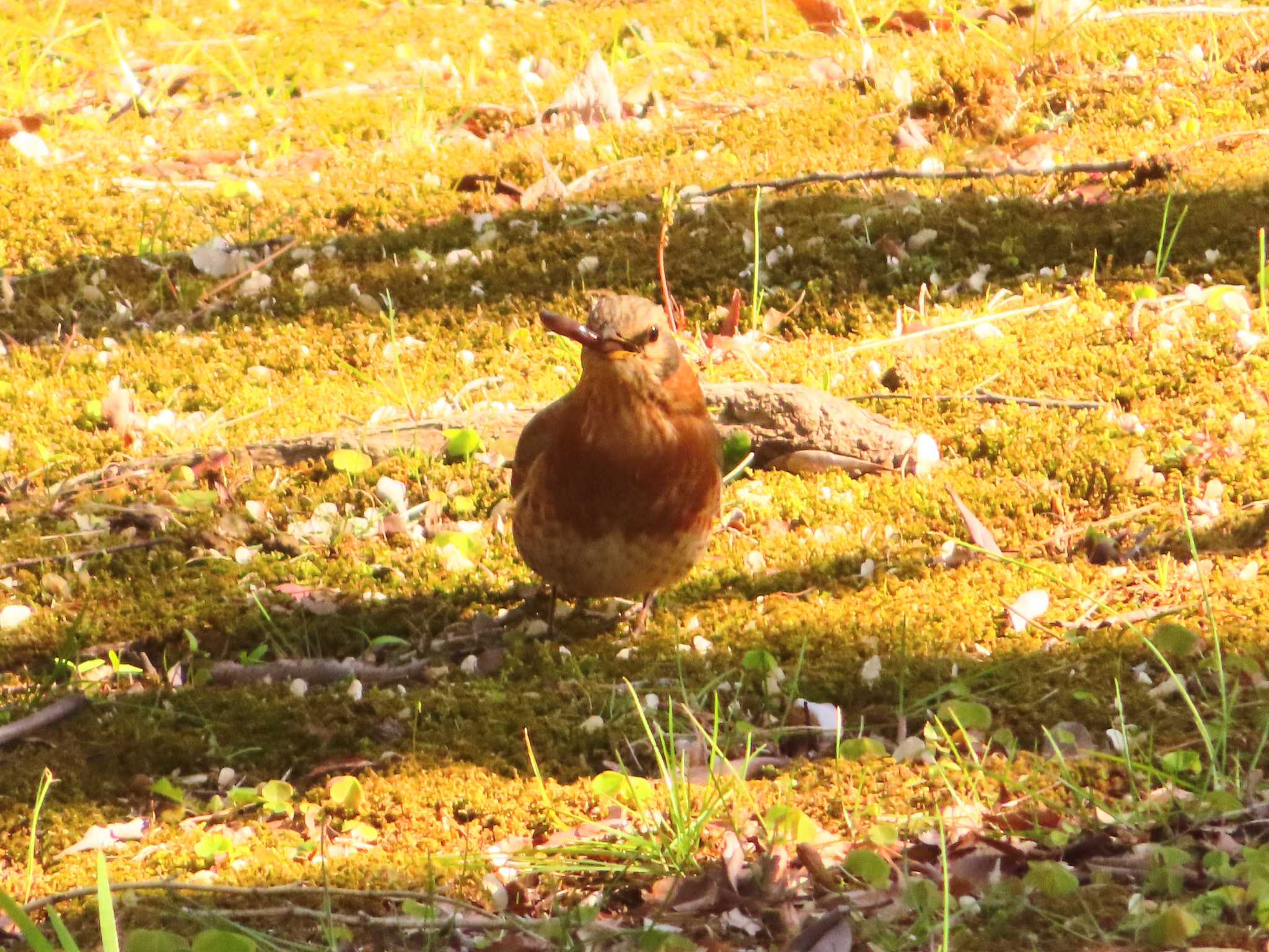 Naumann's Thrush