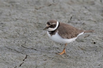 Little Ringed Plover