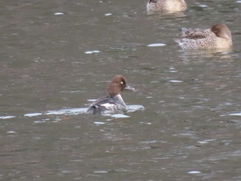 Common Goldeneye 一迫せせらぎ農村公園(宮城県) Sun, 3/10/2024