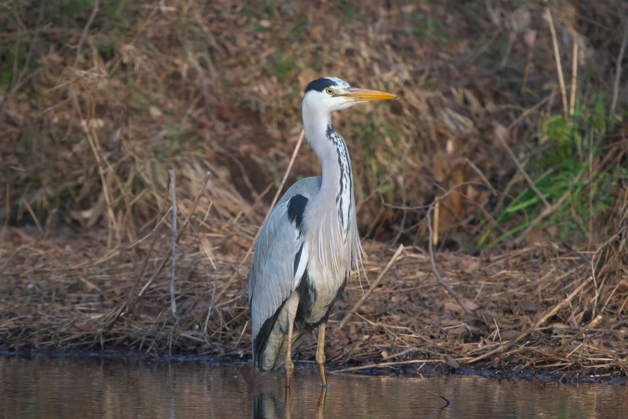 Photo of Grey Heron at Maioka Park by Y. Watanabe