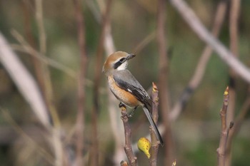 Bull-headed Shrike Maioka Park Wed, 3/13/2024