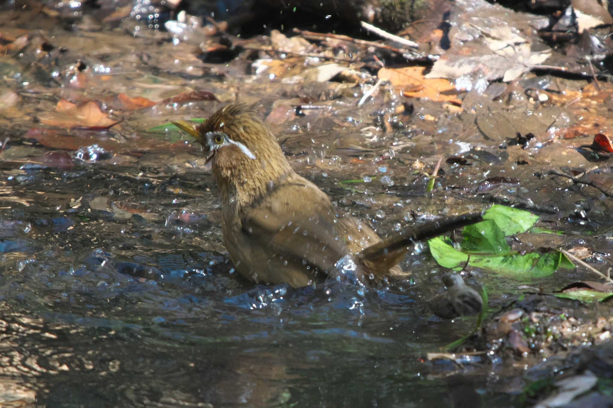 舞岡公園 ガビチョウの写真 by Y. Watanabe