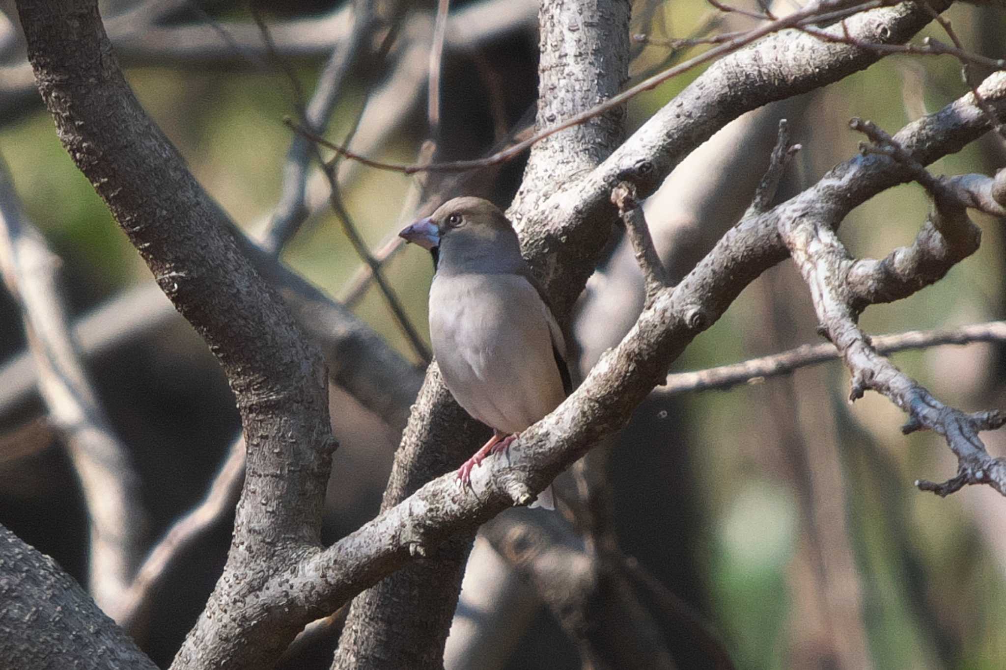 Photo of Hawfinch at Maioka Park by Y. Watanabe