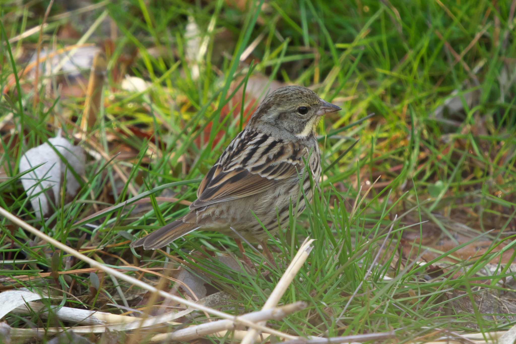 Photo of Masked Bunting at Maioka Park by Y. Watanabe