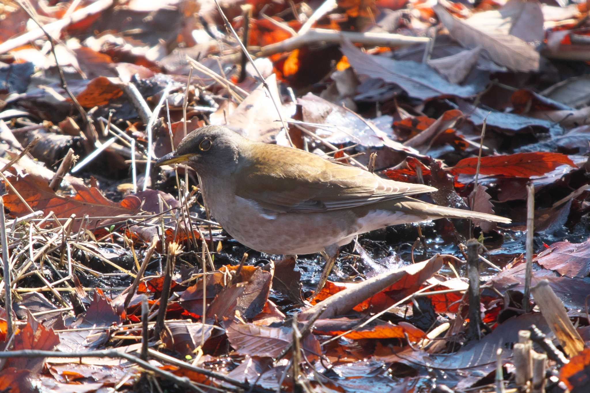 Photo of Pale Thrush at Maioka Park by Y. Watanabe