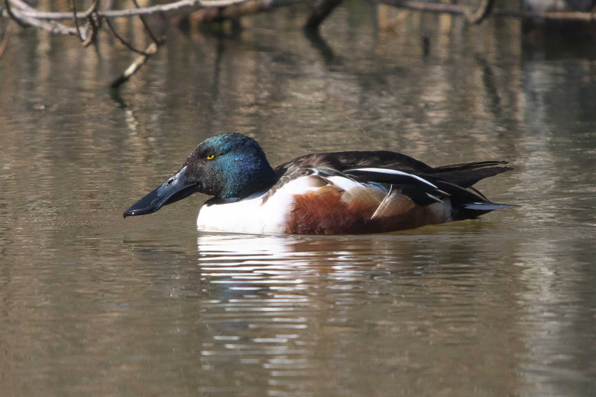 舞岡公園 ハシビロガモの写真 by Y. Watanabe