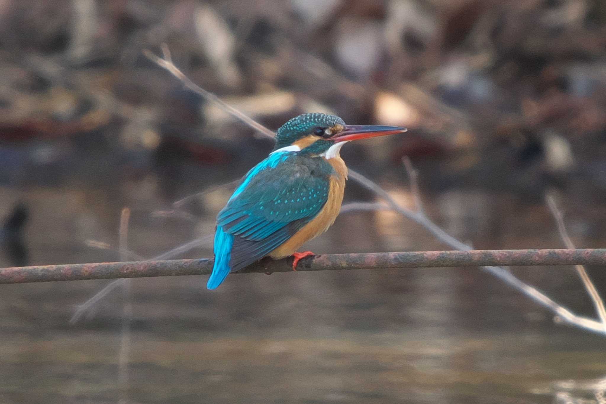 舞岡公園 カワセミの写真 by Y. Watanabe