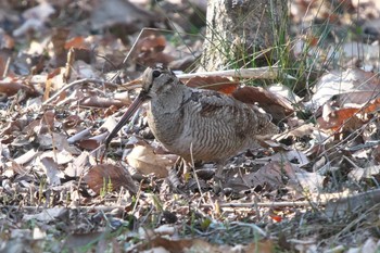 ヤマシギ 舞岡公園 2024年3月13日(水)