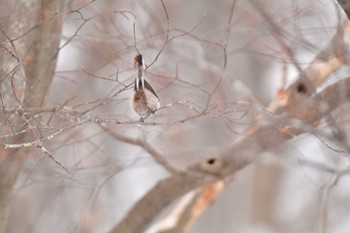 Long-tailed tit(japonicus) 大沼公園(北海道七飯町) Sat, 3/9/2024