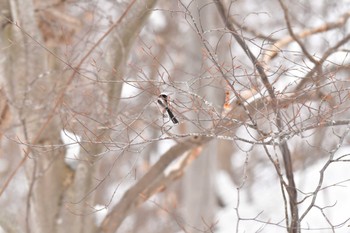 Long-tailed tit(japonicus) 大沼公園(北海道七飯町) Sat, 3/9/2024