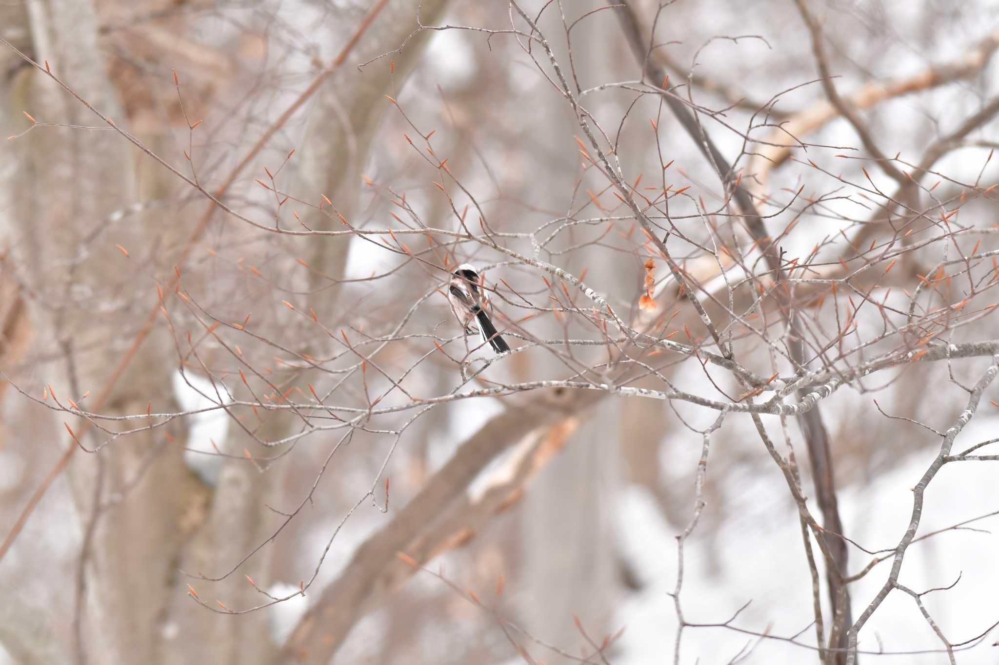 Long-tailed tit(japonicus)