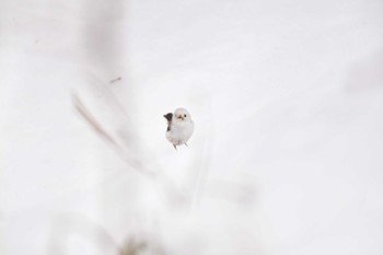 Long-tailed tit(japonicus) 大沼公園(北海道七飯町) Sat, 3/9/2024