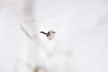 Long-tailed tit(japonicus) 大沼公園(北海道七飯町) Sat, 3/9/2024