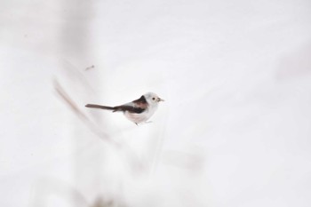 Long-tailed tit(japonicus) 大沼公園(北海道七飯町) Sat, 3/9/2024