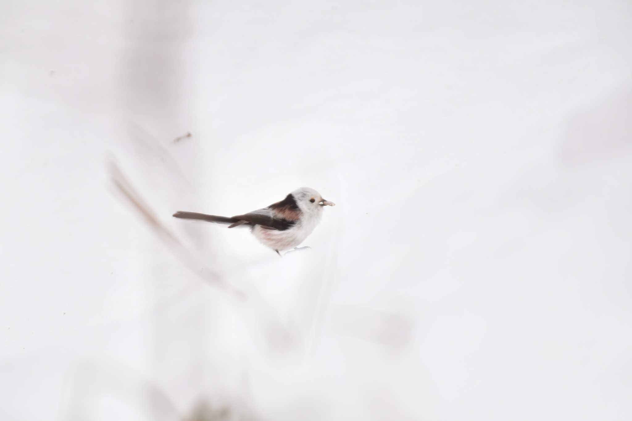 Long-tailed tit(japonicus)