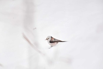 Long-tailed tit(japonicus) 大沼公園(北海道七飯町) Sat, 3/9/2024