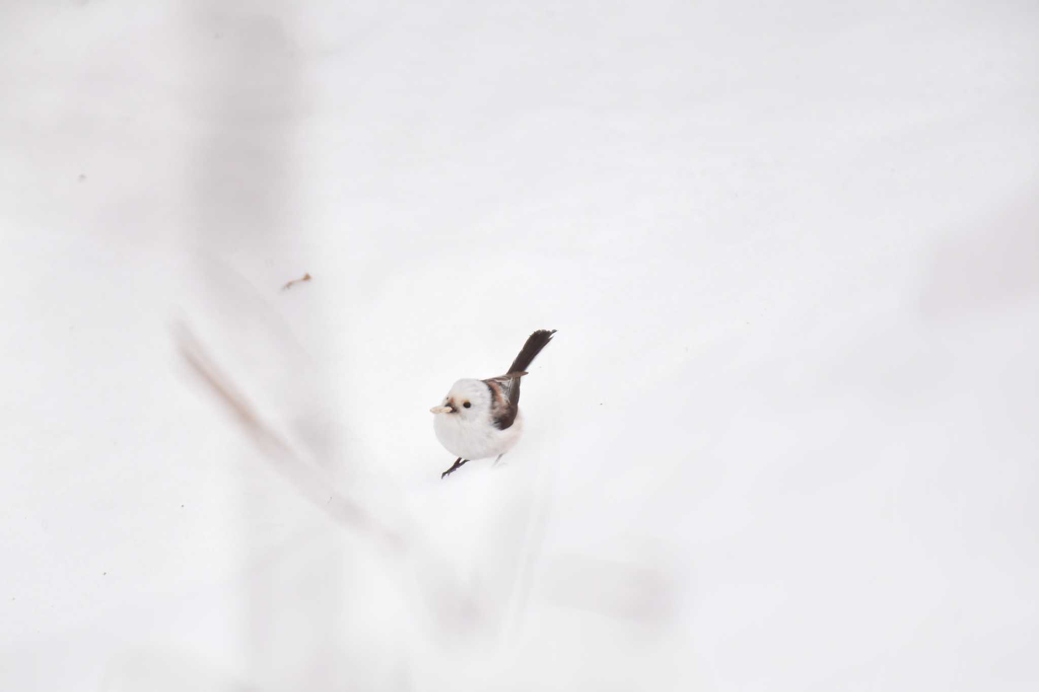 Long-tailed tit(japonicus)