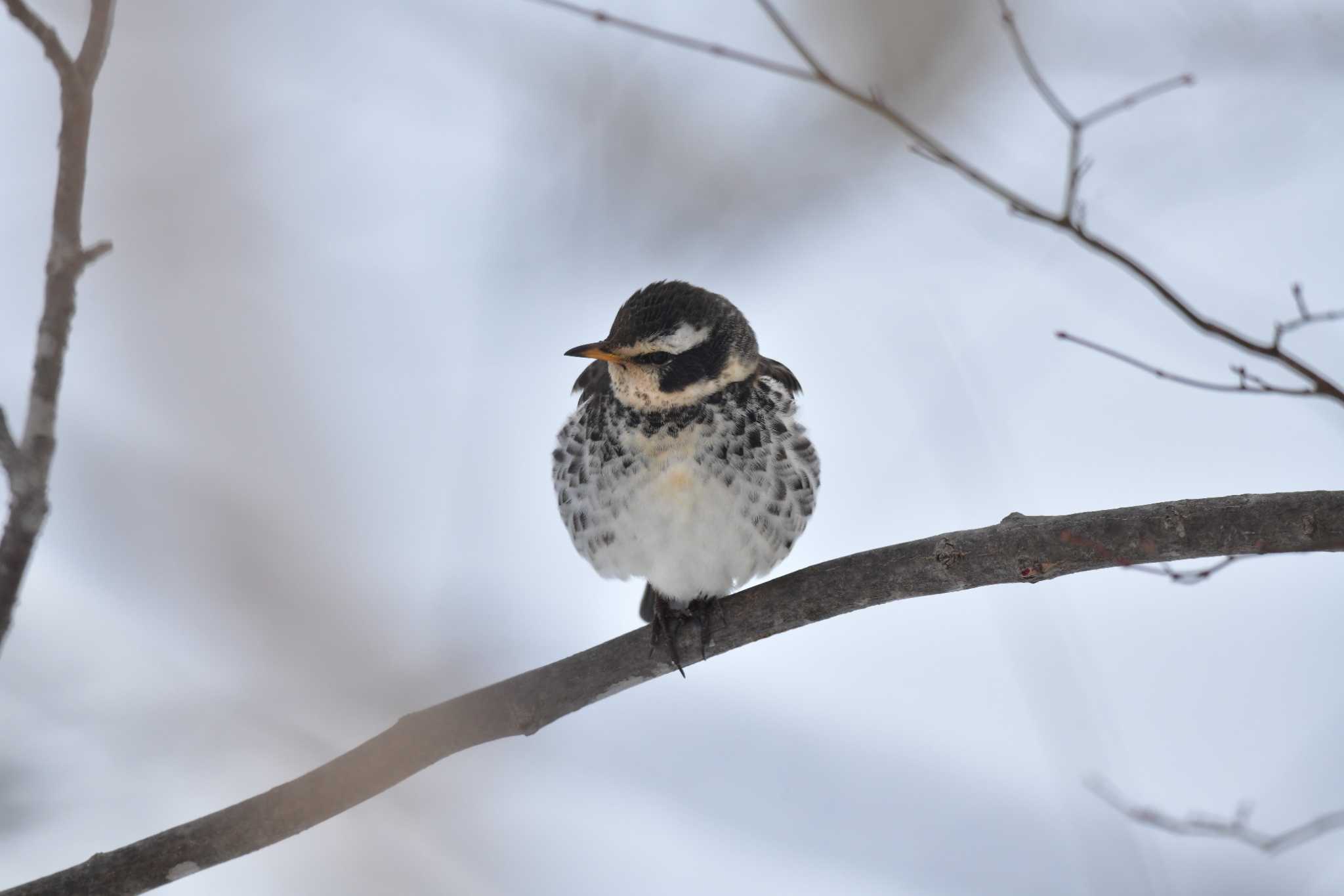 Dusky Thrush