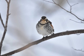 Dusky Thrush 大沼公園(北海道七飯町) Sat, 3/9/2024