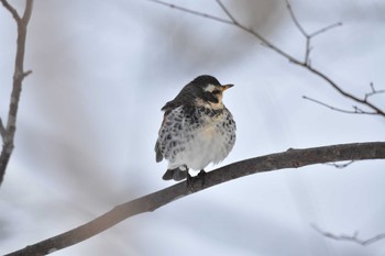 Dusky Thrush 大沼公園(北海道七飯町) Sat, 3/9/2024