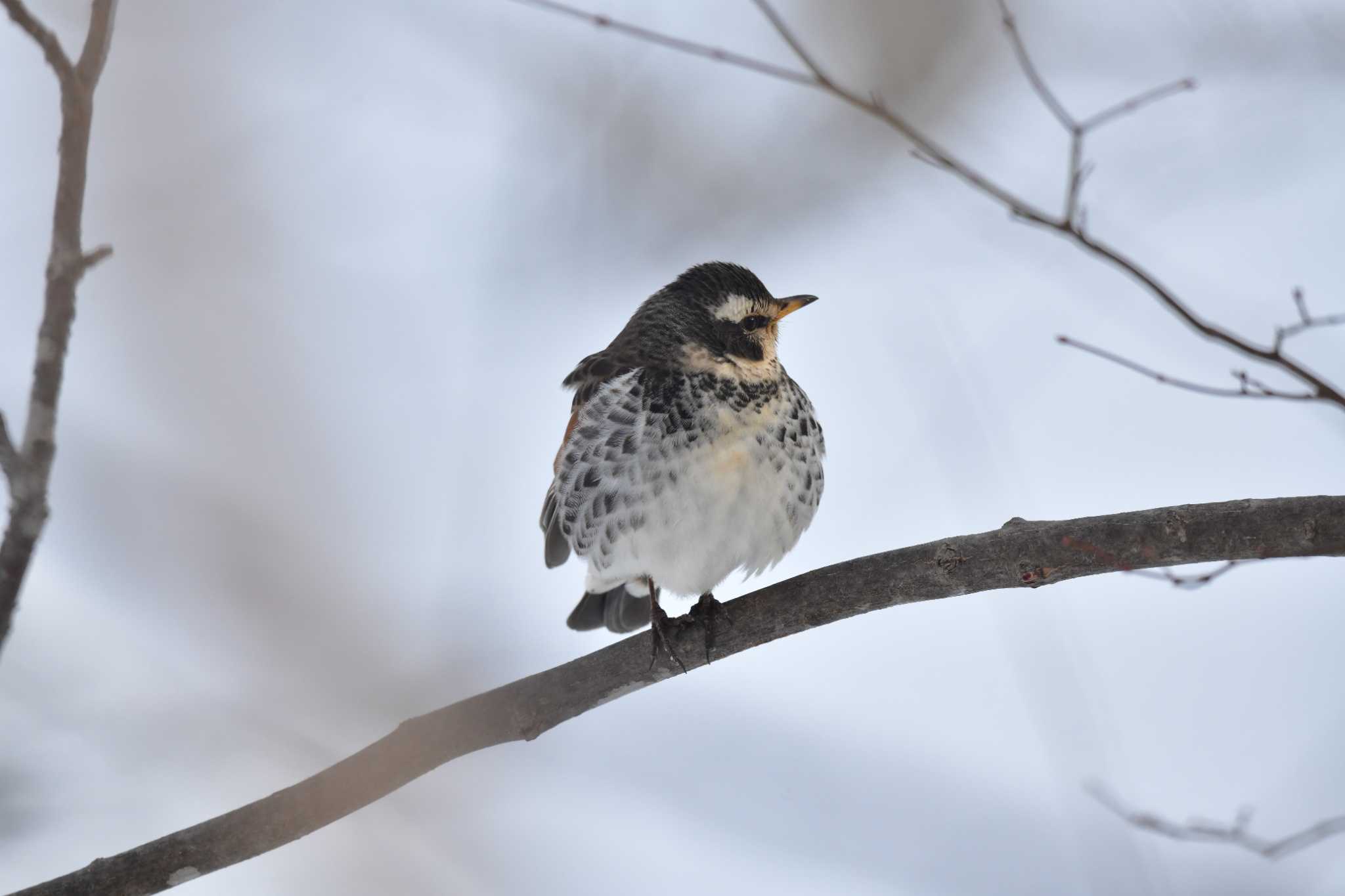 Dusky Thrush