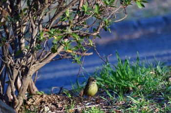 Masked Bunting Nagahama Park Mon, 3/11/2024