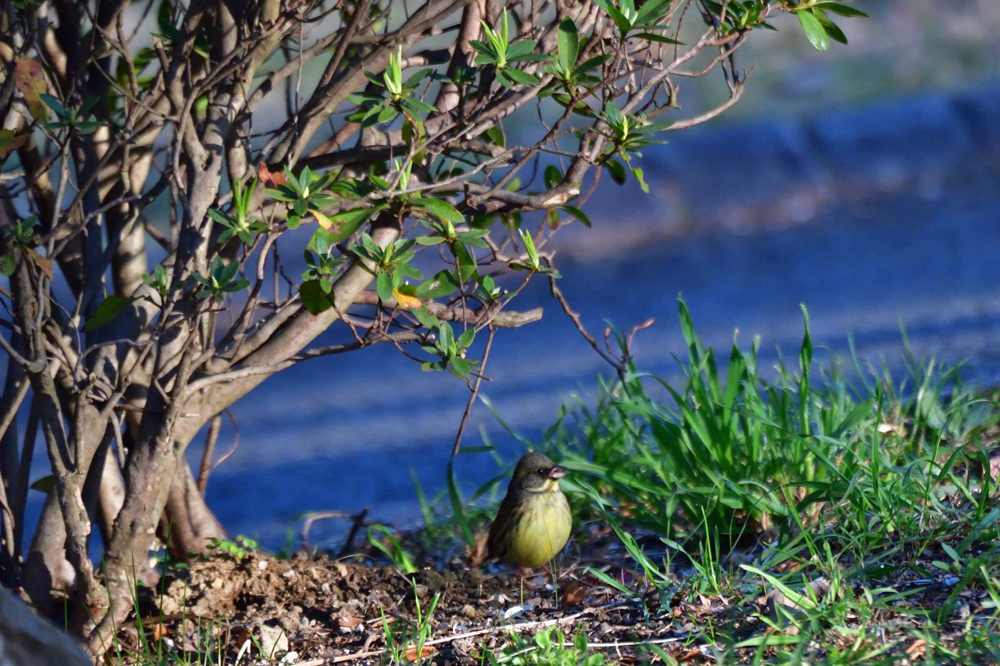 Photo of Masked Bunting at Nagahama Park by やなさん