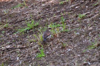 Dusky Thrush Nagahama Park Mon, 3/11/2024